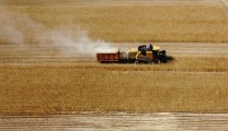 Türkiye tahılda verimle öne çıktı!