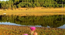 Kuş Cenneti Susuz Kuruyor!