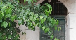 YEŞİL KAPININ ARDINDAKİ SIR: SELÇUKLU MİMARÎSİNDE IŞIĞIN VE SAYILARIN DİLİ