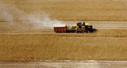 Türkiye tahılda verimle öne çıktı!