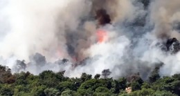 Hollanda’da Aynı Gün İçerisinde İki Büyük Orman Yangını Çıktı.