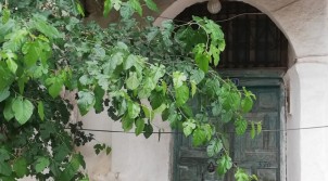 YEŞİL KAPININ ARDINDAKİ SIR: SELÇUKLU MİMARÎSİNDE IŞIĞIN VE SAYILARIN DİLİ