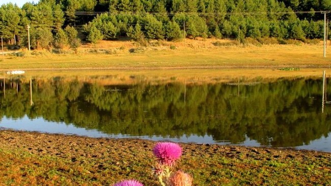 Kuş Cenneti Susuz Kuruyor!