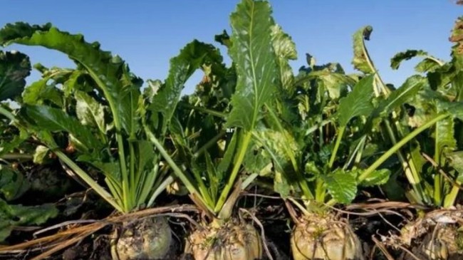 Yüksek Yoğunluklu Tatlandırıcılarla Zehirleniyoruz! Şeker Pancarı Üretimine Büyük Darbe!