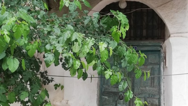 YEŞİL KAPININ ARDINDAKİ SIR: SELÇUKLU MİMARÎSİNDE IŞIĞIN VE SAYILARIN DİLİ